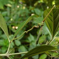 Bignonia magnifica W.Bull
